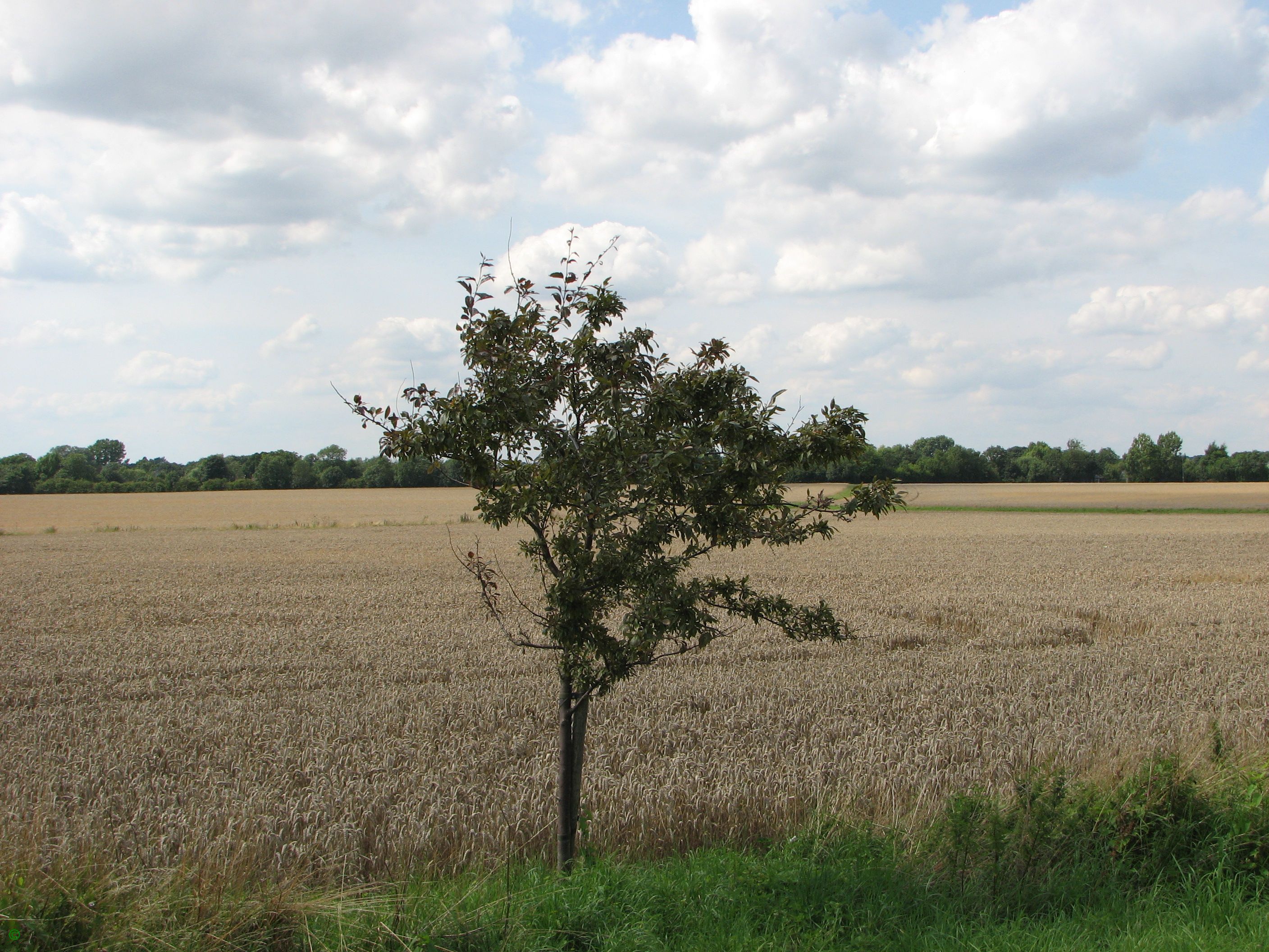 Greenwich Meridian Marker; England; Cambridgeshire; Orwell